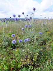 Echinops