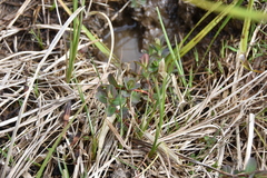 Hypericum scouleri