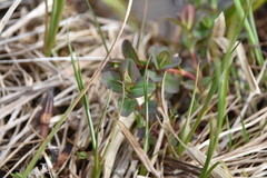 Hypericum scouleri