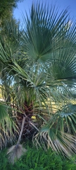 Washingtonia robusta
