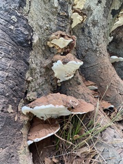 Ganoderma applanatum