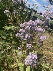 Symphyotrichum novae-angliae