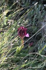 Anacamptis papilionacea