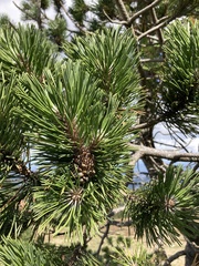 Pinus uncinata