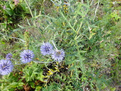 Echinops