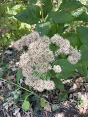 Eutrochium purpureum