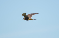 Falco femoralis