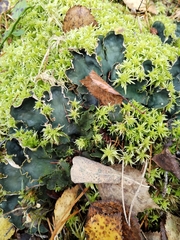 Peltigera neopolydactyla