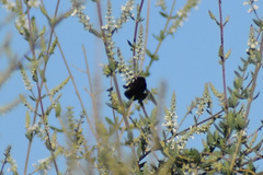Xylocopa