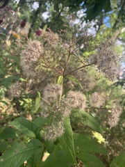 Eutrochium purpureum