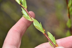 Salix lasiandra