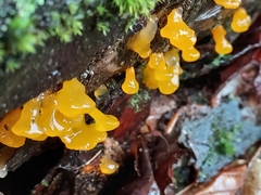 Dacrymyces capitatus