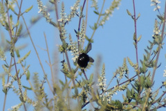Xylocopa