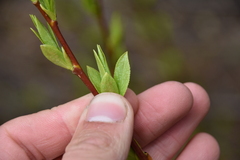 Salix lasiandra