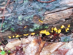 Dacrymyces capitatus