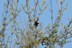 Xylocopa