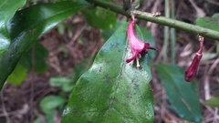 Alseuosmia macrophylla