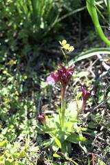 Anacamptis papilionacea