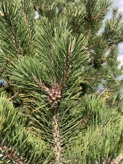 Pinus uncinata