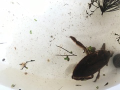 Lethocerus americanus