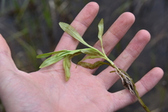 Myosotis laxa