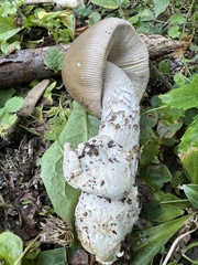 Amanita ceciliae