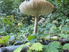 Amanita ceciliae