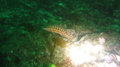 Serranus cabrilla