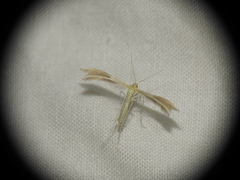 Pterophorus pentadactyla