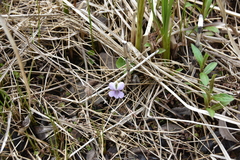 Viola palustris