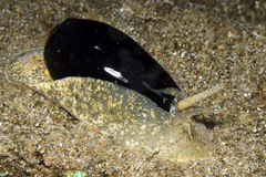Oliva vidua