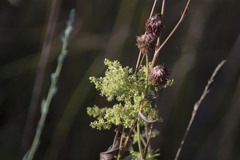 Galium × pomeranicum