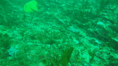 Serranus cabrilla