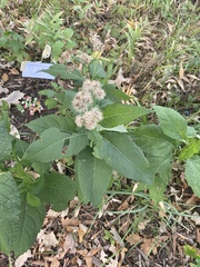 Eutrochium purpureum