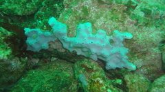 Haliclona cinerea