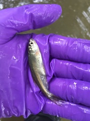 Notemigonus crysoleucas