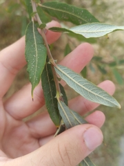 Salix salviifolia
