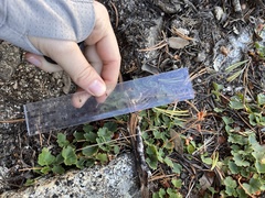 Heuchera hirsutissima