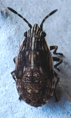 Heteroptera