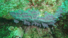 Haliclona cinerea