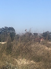 Embernagra platensis