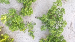 Oncosiphon sabulosus