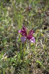 Anacamptis papilionacea