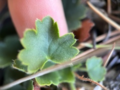 Heuchera hirsutissima