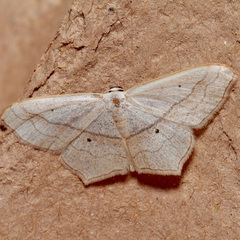 Scopula imitaria