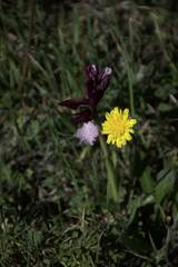 Anacamptis papilionacea
