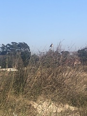 Embernagra platensis