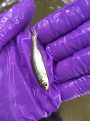 Notemigonus crysoleucas