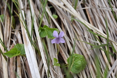 Viola palustris