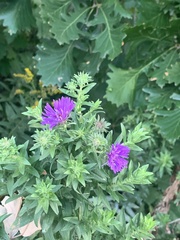 Symphyotrichum novae-angliae